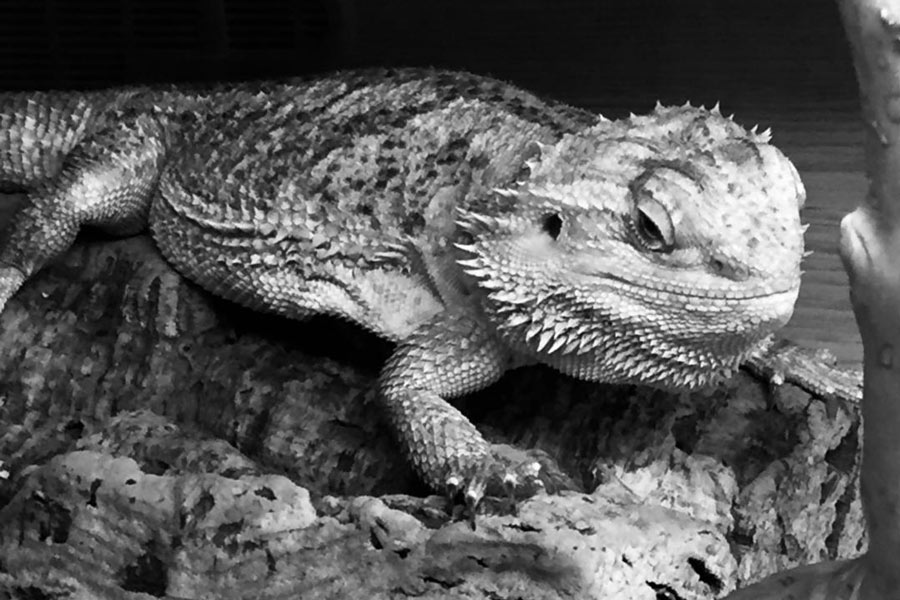 Black and white shot of a gecko indoors on log