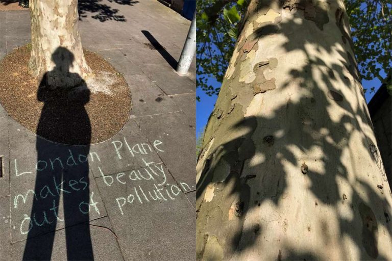 Chalk message on pavement next to tree: London Plane makes beauty out of pollution