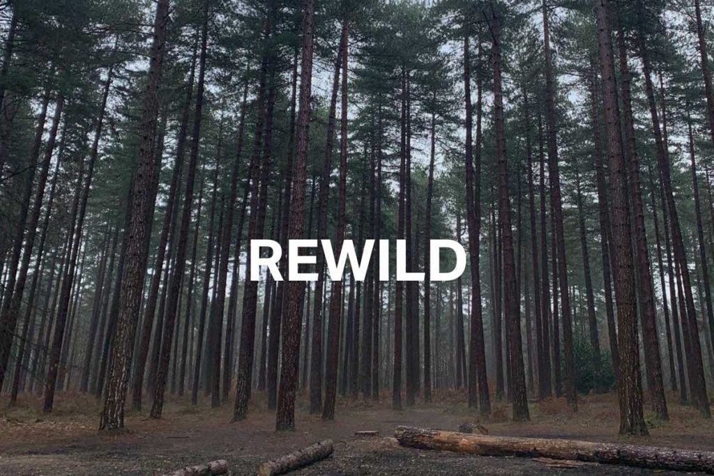 forest background, title: "Rewild"