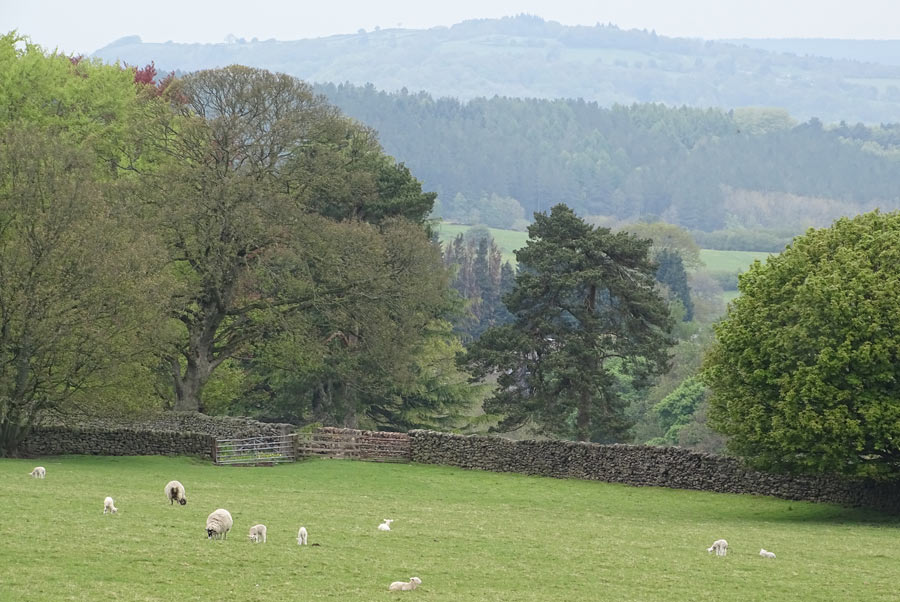 sheep in lush green field, dry stone wall, dales in background