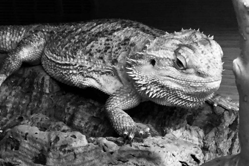 Black and white shot of a gecko indoors on log
